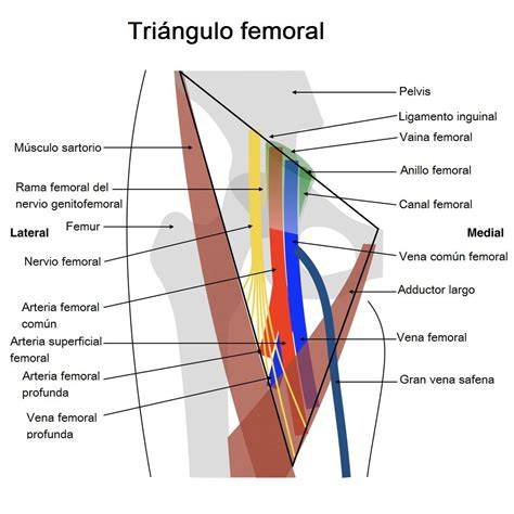 triángulo femoral vasos y nervios