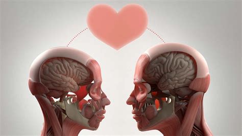 cerebro y hormonas del enamoramiento