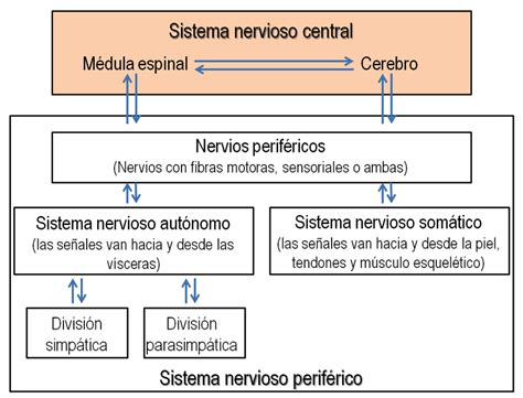 División funcional del sistema nervioso