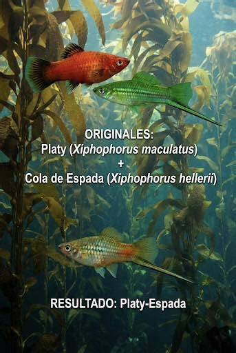 Platy y cola de espada en acuario plantado