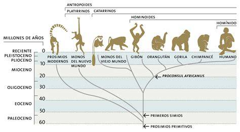 Árbol de evolución humana para niños