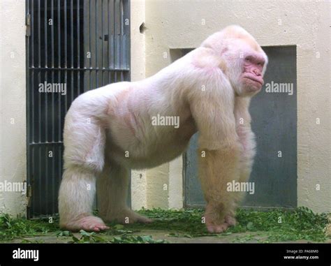 Copito de Nieve gorila albino