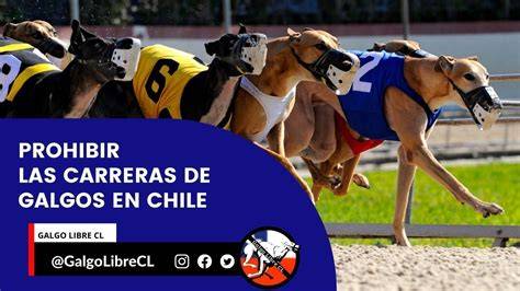 Campeones históricos de galgos en Chile