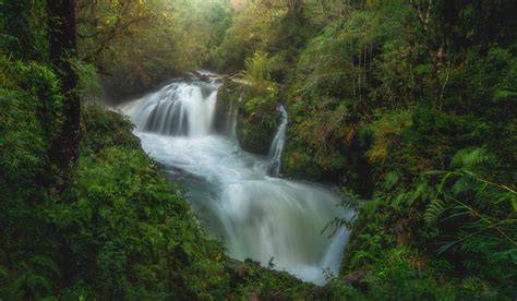Ríos y bosque valdiviano de Valdivia