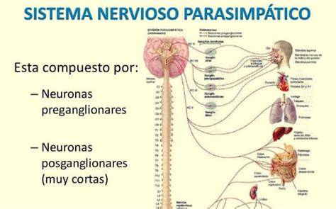 División craneosacra del sistema parasimpático