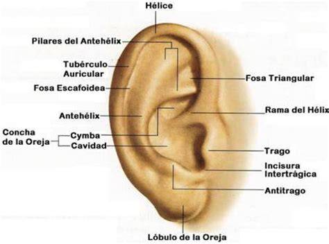 Partes del oído externo humano