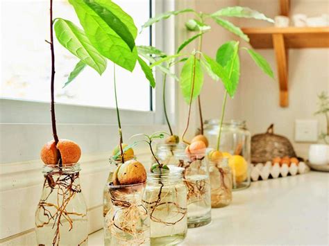 Germinación de semilla de aguacate en agua