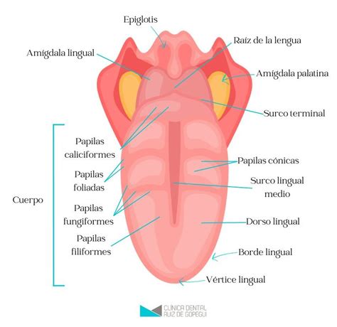Anatomía de la lengua y sus partes