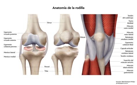anatomía de la rodilla ligamentos meniscos