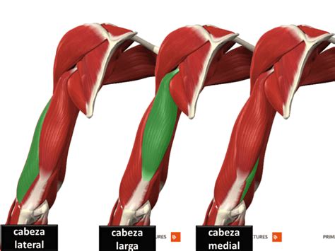 anatomía de las tres cabezas del tríceps