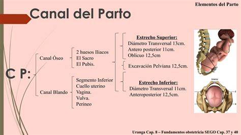 Pelvis materna y canal del parto