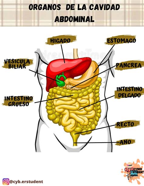 Posición del colon en cavidad abdominal