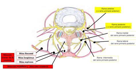 Rama dorsal de nervio lumbar