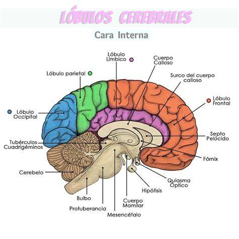 Divisiones anatómicas del cuerpo calloso