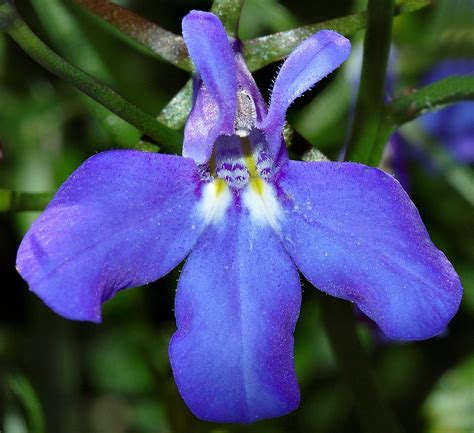 Flores azules de Lobelia fenestralis