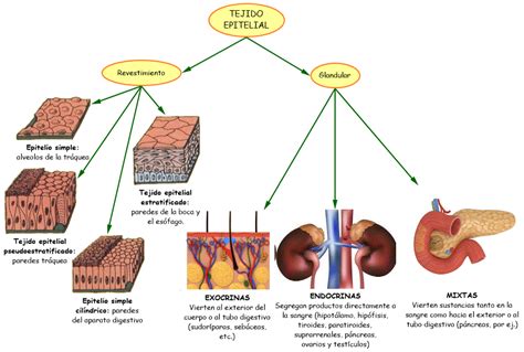 Órganos y tejidos trasplantables esquema médico