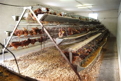 Instalaciones avícolas y gallinas ponedoras