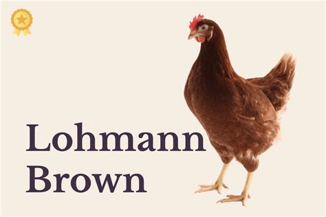 Gallinas Lohmann Brown en aviario