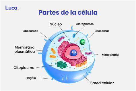 Diagrama de las partes de la célula