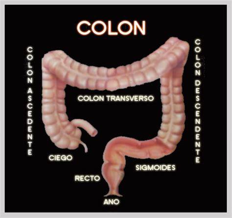 Partes anatómicas del colon humano