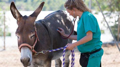 Evaluación veterinaria de un burro