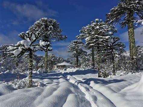 Parque Conguillío con araucarias nevadas