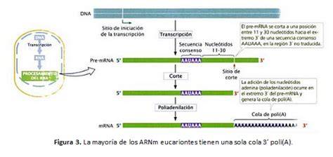 Estructura del ARNm con caperuza y cola poli-A