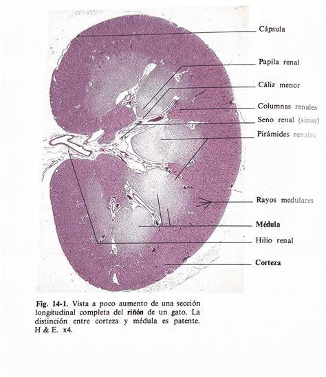 Histología de corteza y médula renal