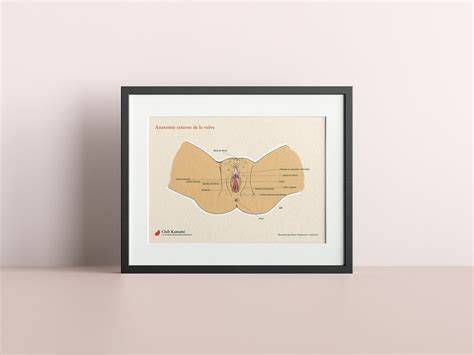 anatomía externa de la vulva femenina