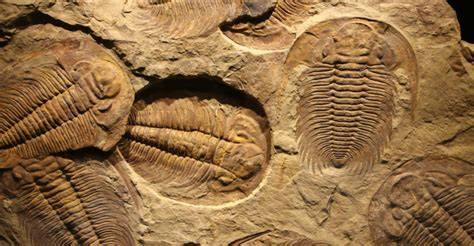 fósiles paleozoicos trilobites y braquiópodos