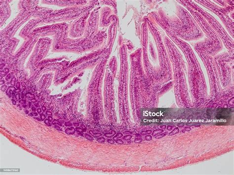 Microscopio músculo liso intestino delgado