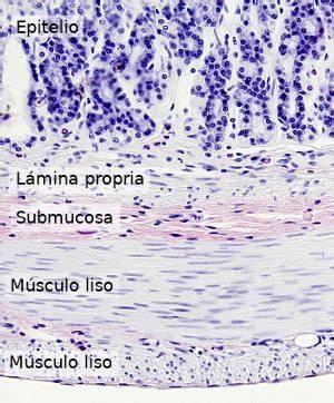 Corte histológico músculo liso intestino