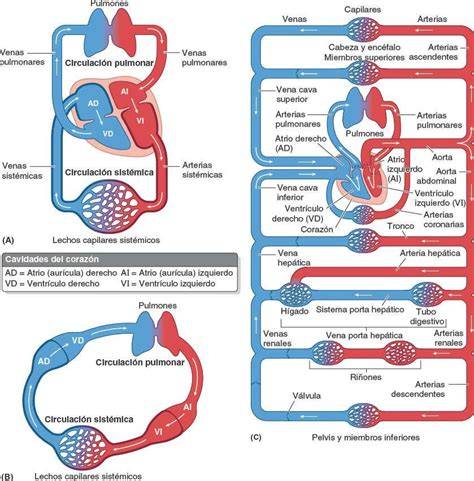 Esquema del sistema cardiovascular y doble circulación