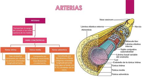 Tipos de arterias y arteriolas en corte transversal