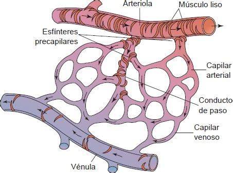 Lecho capilar con arteriola y esfínteres precapilares
