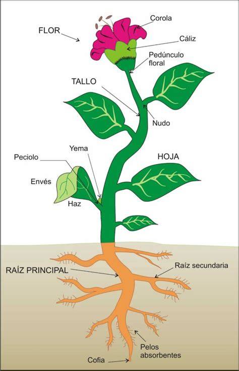 Esquema de las partes de una planta