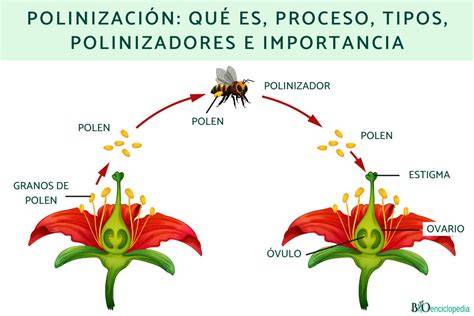 Proceso de polinización de una flor