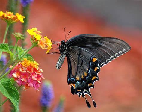 Mariposa cola de golondrina negra sobre flores