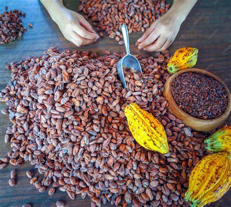 Granos de cacao natural y cacaotero